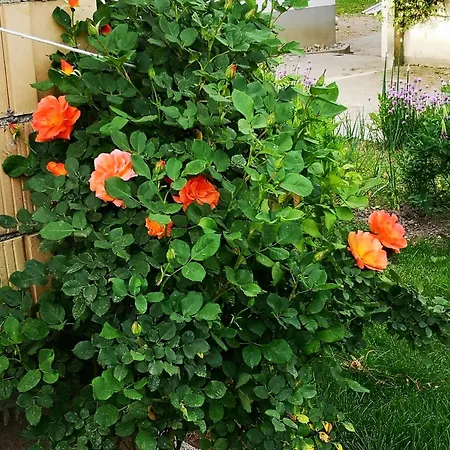 Hofgut Bentele * Deggenhausertal