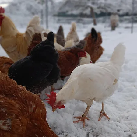 Agroturismo Hofgut Bentele Deggenhausertal